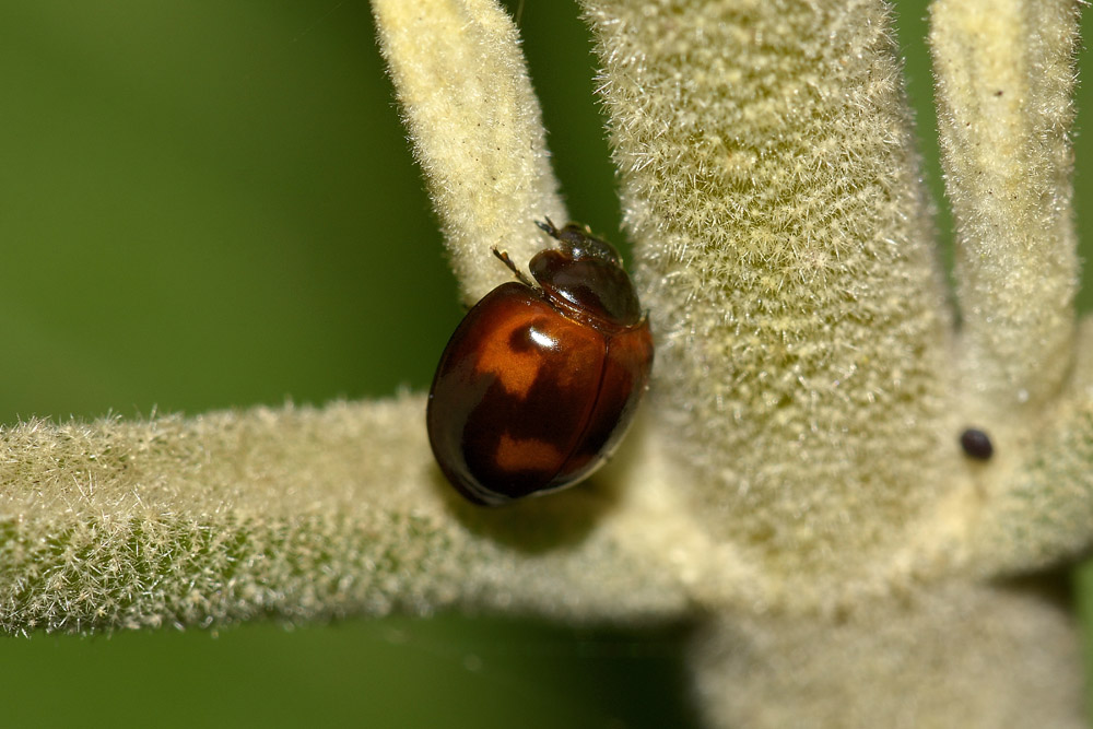 Exochomus quadripustulatus, Coccinellidae